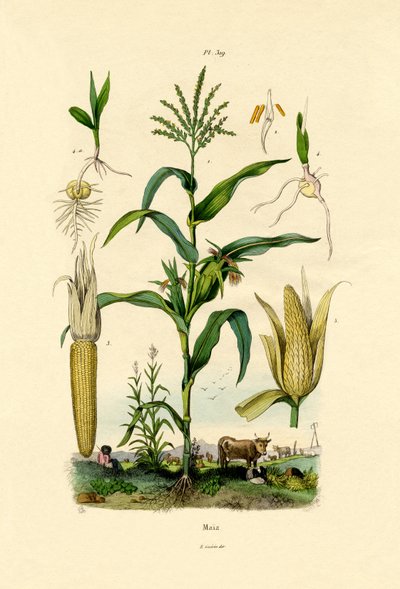 Maize by French School